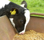 Time to begin planning for the weaning of calves
