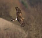 ‘Action needs to be taken’ to protect the hen harrier – Muir