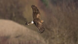 ‘Action needs to be taken’ to protect the hen harrier – Muir