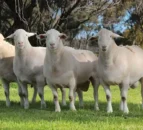 Australian farmer digs pit ‘big enough’ for more than 3,000 sheep