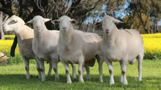 Australian farmer digs pit ‘big enough’ for more than 3,000 sheep