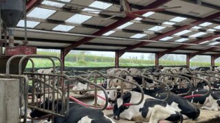 750-cow robotic dairy farm and milk processing in Tyrone