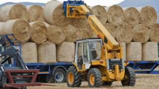 Research: Impact of potash levels on straw strength