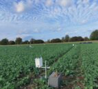 Study: Sensors could give early warning of beetles in oilseed rape