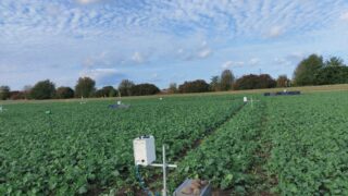 Study: Sensors could give early warning of beetles in oilseed rape