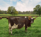 RSPCA launches 'For Every Kind' campaign on anniversary