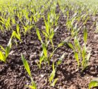 ‘Winter crop development is still progressing’ – CAFRE