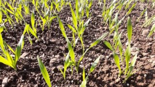 ‘Winter crop development is still progressing’ – CAFRE