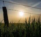 Research reveals potential impact of ban on glyphosate