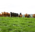Pedigree Cattle Trust to host bTB research update meeting