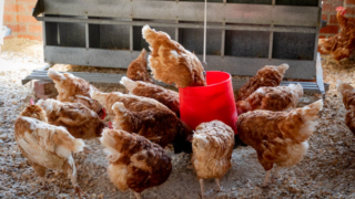 Vietnam reports first human infection with bird flu