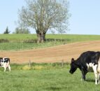 Bird flu viral fragments detected in 1-in-5 milk samples in US