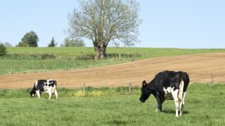 Bird flu viral fragments detected in 1-in-5 milk samples in US