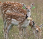 Sleeping habits of newborn deer are as individual as human infants – study