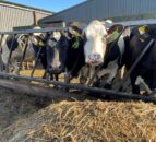 Breeding season: What is the potential impact of a retained placenta?