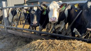 Breeding season: What is the potential impact of a retained placenta?