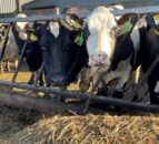 Important to maintain intakes as breeding season approaches