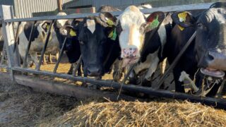 Important to maintain intakes as breeding season approaches