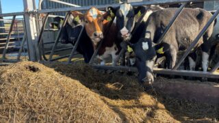 Does a synchronisation programme have a place on your farm?