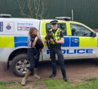 Dorset rural crime team recovers 2 stolen blue texel lambs