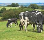 50% of NI dairy farms non-compliant with river pollution regulations