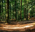 Sussex body fined after dog walker struck by tree suffers brain injury