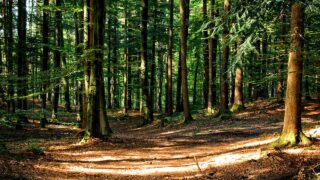 Tree disease restrictions lifted across seven counties