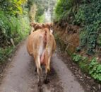 'Stray cows' escape from farm and turn themselves into GSPCA