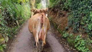 ‘Stray cows’ escape from farm and turn themselves into GSPCA