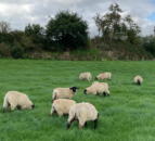 ‘Greater proportion of ewe lambs’ for slaughter than breeding in UK