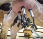 Global dairy products and meat prices bounce back - FAO