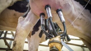 Global dairy products and meat prices bounce back – FAO