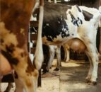 Bird flu confirmed in person who had contact with infected cattle