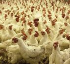 UK declares itself free from bird flu pending WOAH review