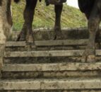 Lameness issues need to be a focus as breeding approaches
