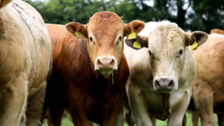 NI Beef Carbon Reduction Scheme system to open Monday