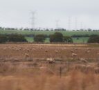 Australian lambs held in anticipation of higher prices in 2024