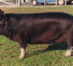RBST has 'increasing concerns' for rare native pig and poultry breeds