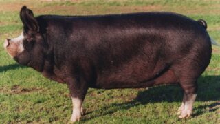 RBST has ‘increasing concerns’ for rare native pig and poultry breeds