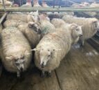 Opinion: Hogget pieces for sale at £24/kg in Bristol