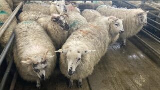 Opinion: Hogget pieces for sale at £24/kg in Bristol