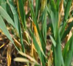 Growers must prioritise early control of yellow rust - Syngenta