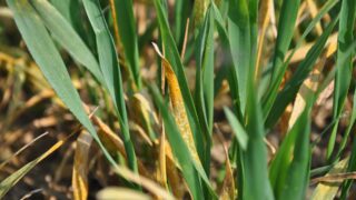 Growers must prioritise early control of yellow rust – Syngenta
