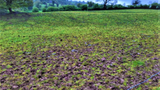 Crop monitoring report: Wet weather hampering Irish crops