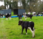Managing the transition for calves being weaned off milk