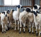 Focus: Good breeding in couple’s sheep dairy flock in Greece