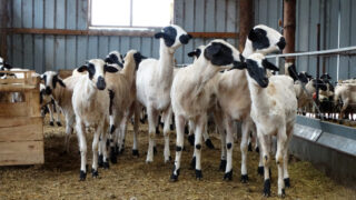Focus: Good breeding in couple’s sheep dairy flock in Greece
