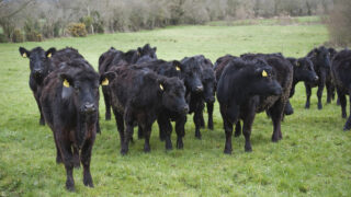 How to manage Johne’s disease in weanling cattle