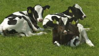 The importance of meeting heifer calf targets