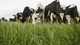 Maintaining high quality grass as growth rates continue